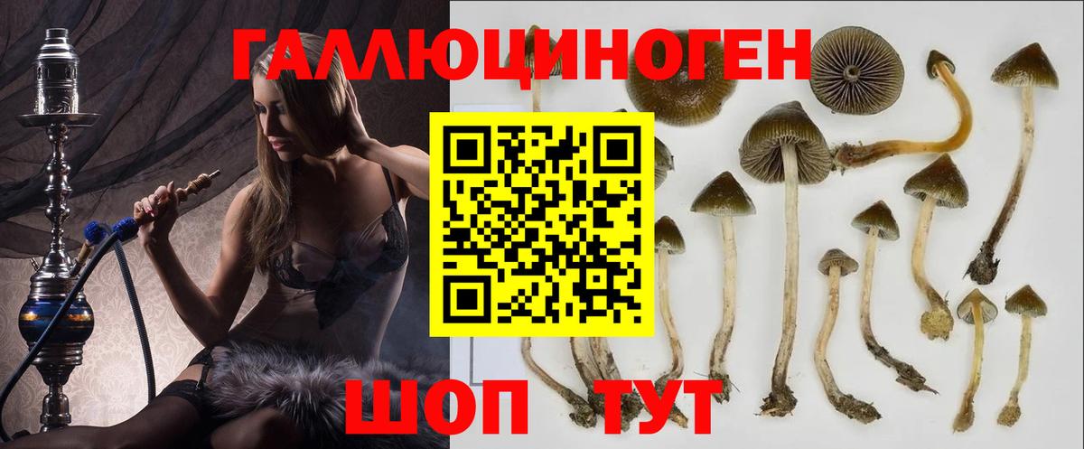 Псилоцибиновые грибы Psilocybe Малгобек